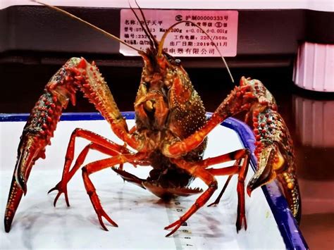 武汉稻田养小龙虾超过10万亩 年产超2000万斤--湖北频道--人民网