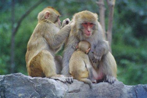 人工繁殖黑叶猴新生仔猴在广西梧州健康成长