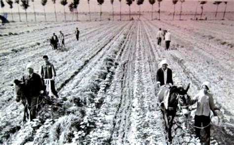 70年代农业生产队的老照片 真实记录了农村大集体火热的劳动场面
