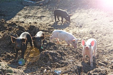 村庄小猪在农场的院子里玩耍和快乐奔跑有趣的猪在阳光下小院子里玩耍小猪住在村里的农场小猪在粪肥里挖小猪在农场的院子里玩耍和快乐地奔高清图片下载 ...
