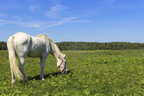 白马站在一片绿色的田野上一匹美丽的白马在绿色的牧场上觅食背高清图片下载-正版图片506379709-摄图网