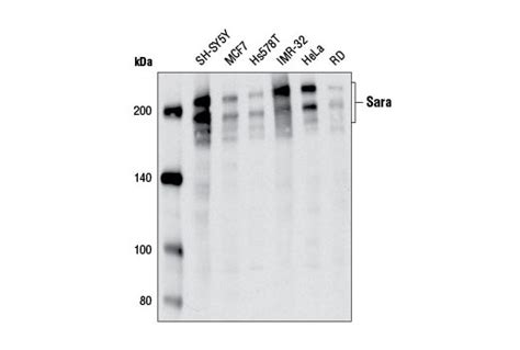 Sara (D5X4F) Rabbit mAb | Cell Signaling Technology