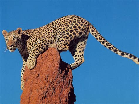 非洲豹百科-非洲豹天敌|图片-排行榜123网