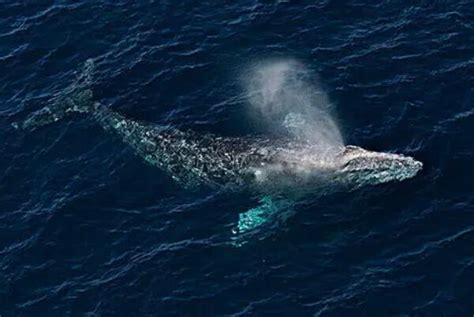 世界上最大的鲸鱼排名前十：蓝鲸一举夺得冠军_巴拉排行榜