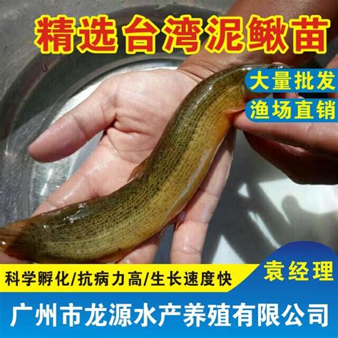 【泥鳅苗批发 淡水泥鳅苗批发 杂交泥鳅苗鱼苗批发 龙源水产泥鳅苗养殖】价格_批发_厂家_参数_图片_动物种苗 - 搜好货网