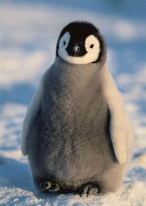 巴布亚企鹅_图片_互动百科