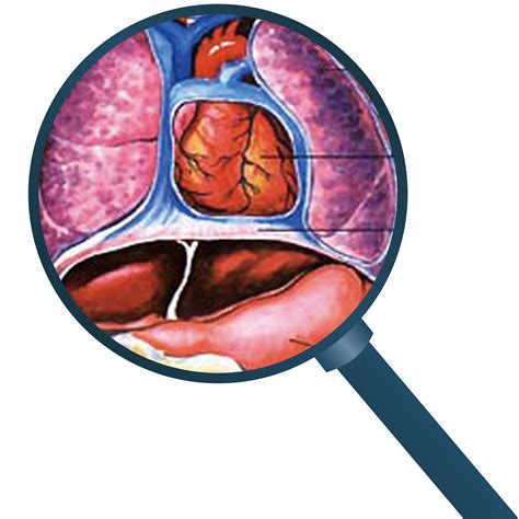 人体内脏解剖系统示意图医学宣传挂图人体器官心脏结构图医院海报-阿里巴巴