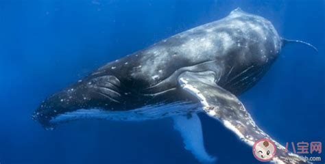 2023新款ins鲸鱼公仔海洋动物毛绒玩具儿童软萌睡觉抱枕 生日礼物-阿里巴巴