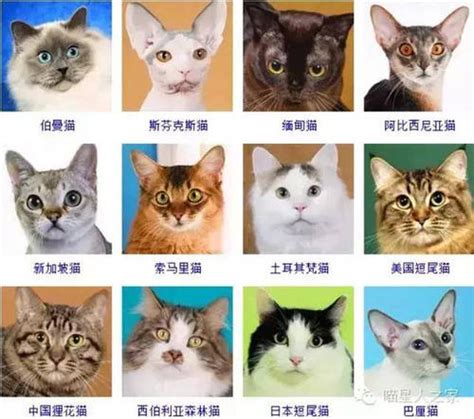 最萌的猫咪十大排名 十大猫咪颜值大排名_宠物百科 - 养宠客