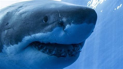 最大的鲨鱼排名前十：大白鲨未进前五，第一已经灭绝_排行榜123网