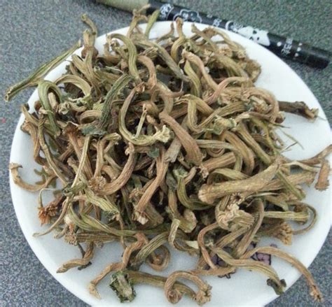 瓜蒂图片
