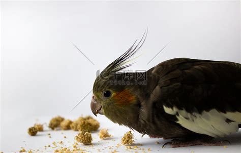 鹦鹉鹦鹉吃小米或白色背景上的食物。高清摄影大图-千库网