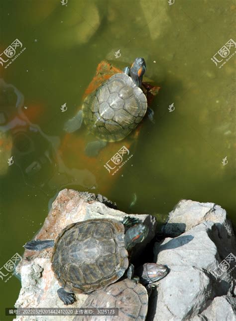 老鳖的禁忌（老鳖的禁忌,民间习俗：不能吃残缺的老鳖） | 说明书网