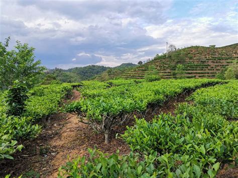 贵州茶山__茶山采茶_泡茶_采茶美女_3840X2160_高清视频素材下载(编号:9318559)_实拍视频_光厂(VJ师网) www ...