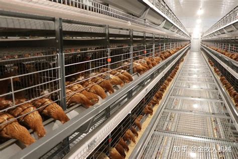 新型自动化鸡蛋集中设备 多层笼养捡蛋机 养鸡场收蛋器养鸡设备