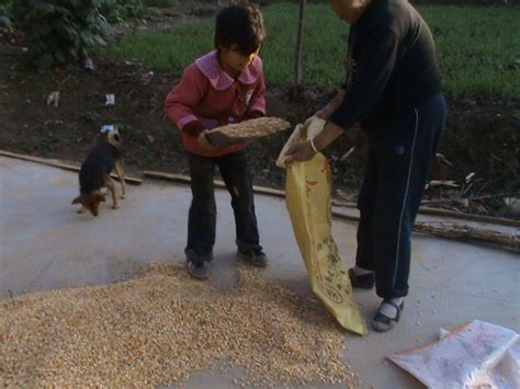 抱玉米的小女孩元素素材下载-正版素材401550171-摄图网