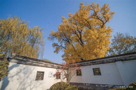 这棵被称为“上海树王”的古银杏树美了1200年_热门旅游景点_新浪上海