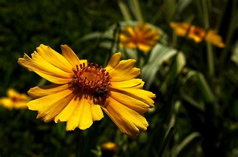 夏天看“黄花”心中明亮，这4种黄色花，开花令人惊艳