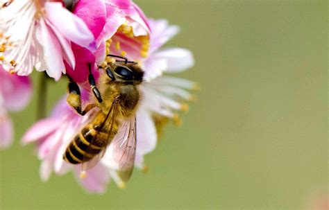 30分钟可屠尽3万只蜜蜂的大黄蜂，如何被蜜蜂用物理学奇招反制？_手机新浪网