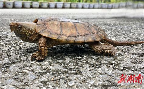 70岁巨龟生下8个后代，令动物园大为惊喜，对物种延续有积极作用