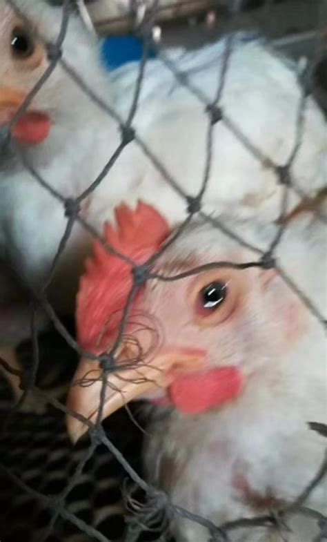 禽流感“狂虐”肉鸡养殖业 赔了上百万 未来在哪里？！_肉交所