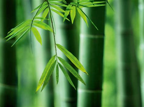 【图】关于竹子的诗句有哪些 竹子图片欣赏 - 装修保障网