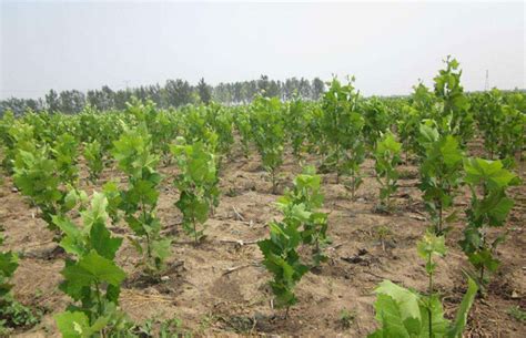 江苏扬州大棚葡萄树苗基地卖啥价格、果树苗哪里有售