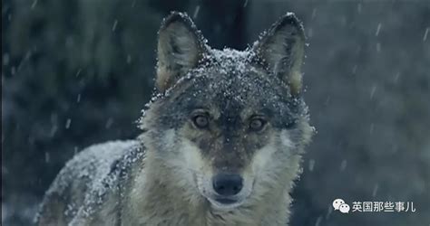 墨西哥狼,濒危物种,自然,野生动物,水平画幅,无人,动物,野狗,野外动物,狼图片素材下载-稿定素材