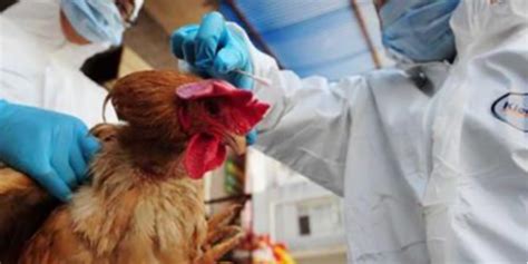 欧洲疾病预防控制中心：欧洲一年内发现2500多起禽流感
