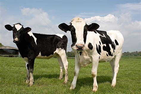 农场里的两头黑白奶牛高清图片下载-正版图片501479198-摄图网