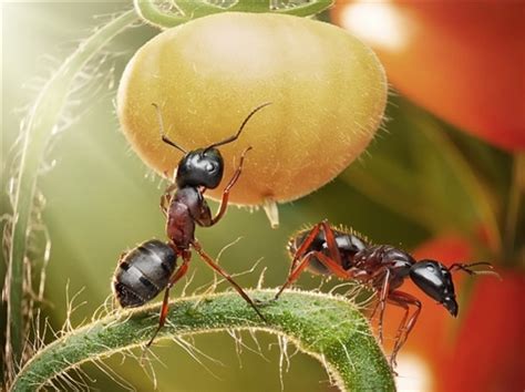 蚂蚁种类_360百科