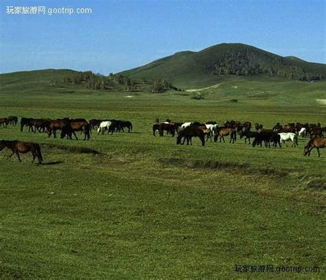 牧场的奶牛高清图片下载-正版图片500650369-摄图网