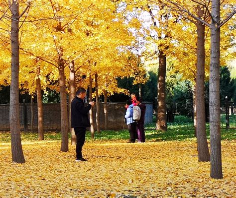 【高清图】南京古林公园----牡丹-中关村在线摄影论坛