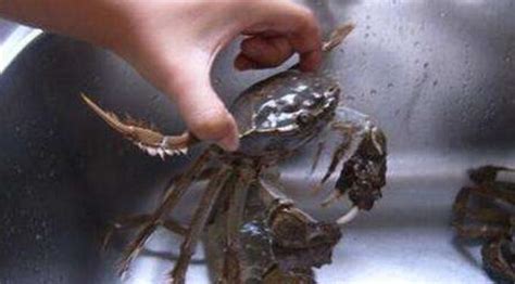 大甲蟹怎么保存活的时间长 - 鲜淘网