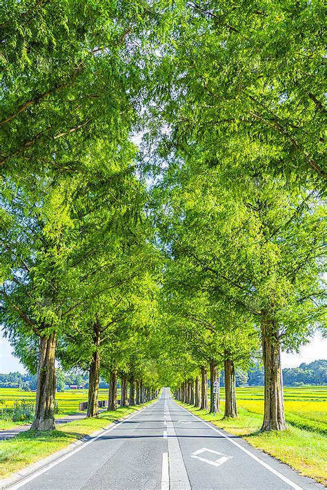 日本的滋贺县(Shiga)古名叫近江国_[标签:标题1]