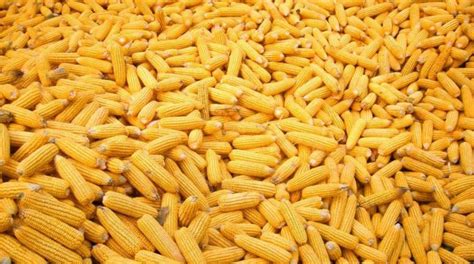 甘肃靖远干玉米大量出售量大从优，诚信合作 - 玉米价格网