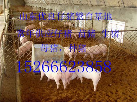 晋城今日小仔猪价格表预测_供应信息_金农网