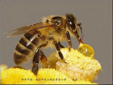 蜜蜂采蜜 摄影图__昆虫_生物世界_摄影图库_昵图网nipic.com