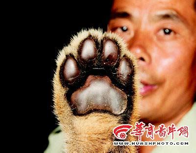科学网—雪豹可能是我国野生种群规模最大的大型猫科动物 - 赵建民的博文