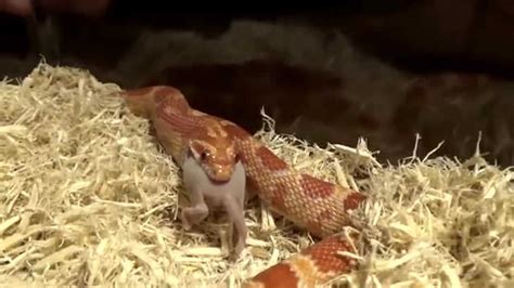 蛇吃老鼠的全程不中断视频!过程惊人_腾讯视频