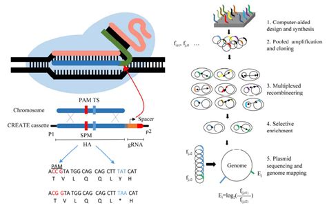 CRISPR-cas9：最常用的基因编辑工具 - 知乎