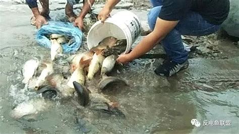800块钱1斤的鱼宜宾再没人敢电了-国际环保在线