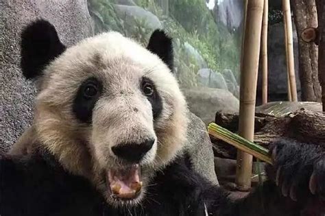 大熊猫高清图片下载-正版图片500638722-摄图网
