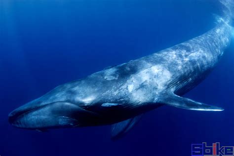 最大鲸鱼，世界上最大的鲸有多大