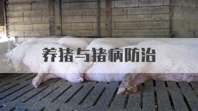 冬季猪的几种高发病 - 猪病预防及治疗/养猪技术 - 中国养猪网-中国养猪行业门户网站