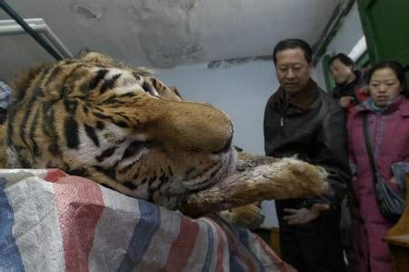 山东坠虎事件调查：7只老虎被3名人大代表饲养--驻马店新闻--驻马店广视网