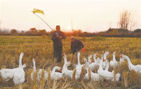 江苏泗洪：养殖大白鹅产出“黄金蛋”-人民图片网