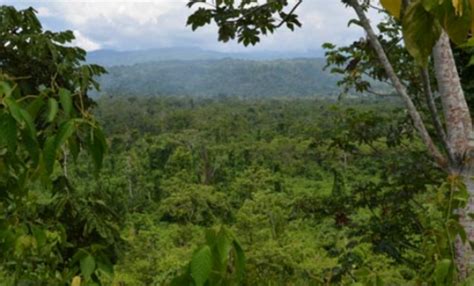 人类的禁区在哪里？研究者：亚马逊热带雨林的深处|亚马逊|热带雨林|研究者_新浪新闻