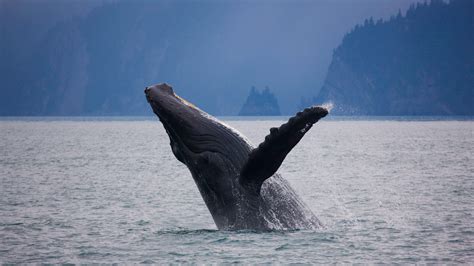 一头一跃而起的驼背鲸，阿拉斯加的基奈峡湾国家公园-一头一跃而起的驼背鲸，阿拉斯加的基奈峡湾国家公园 (© Ron Niebrugge ...
