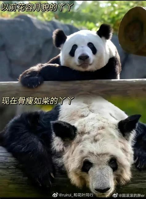 熊猫“丫丫”何时回家？最新回应来了！|孟菲斯动物园|丫丫|北京动物园_新浪新闻